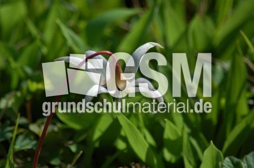 Hundszahn 01.JPG